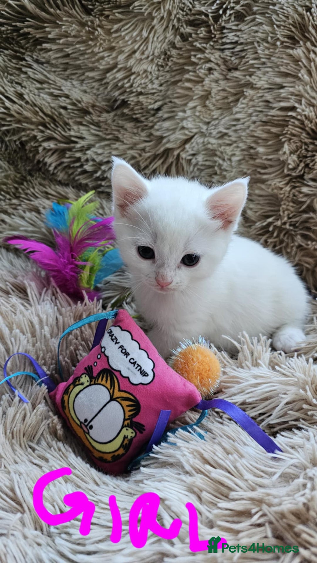 Mixed Breed cats for sale: 7 gorgeous cuties - Image 9