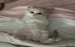 Ragdoll cats for sale: Girl ragdoll kittens  - Image 11