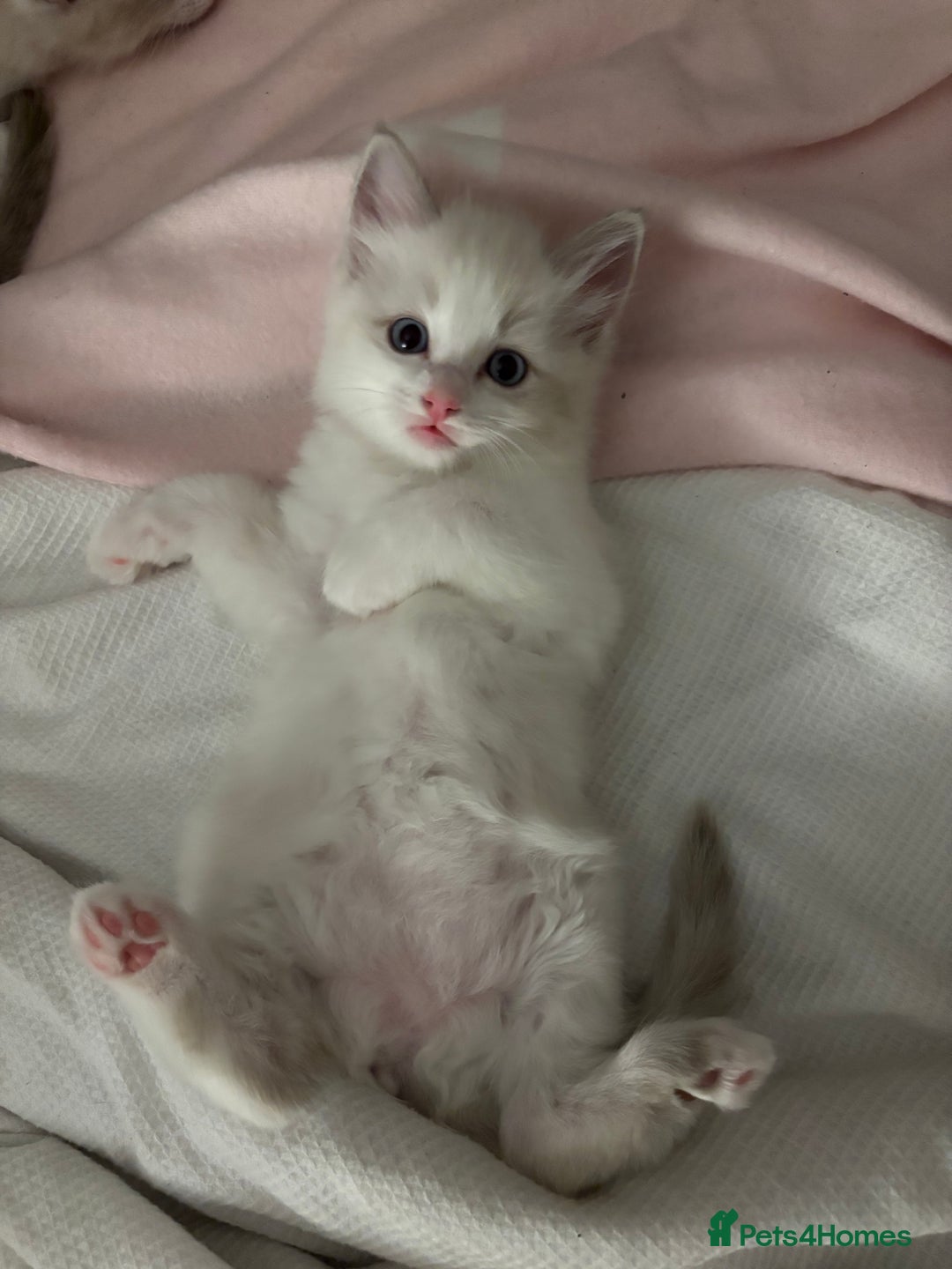 Ragdoll cats for sale: Girl ragdoll kittens  - Image 11