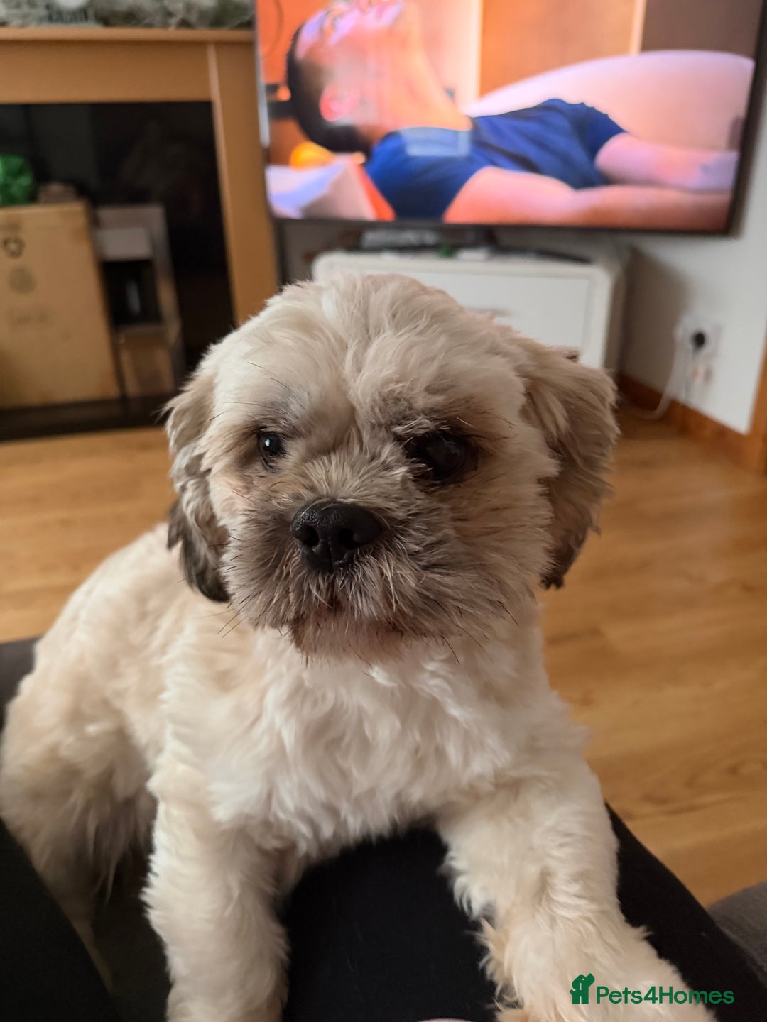 Mixed Breed dogs for sale: Mixed breed / Shih Tzu pup - Advert 4