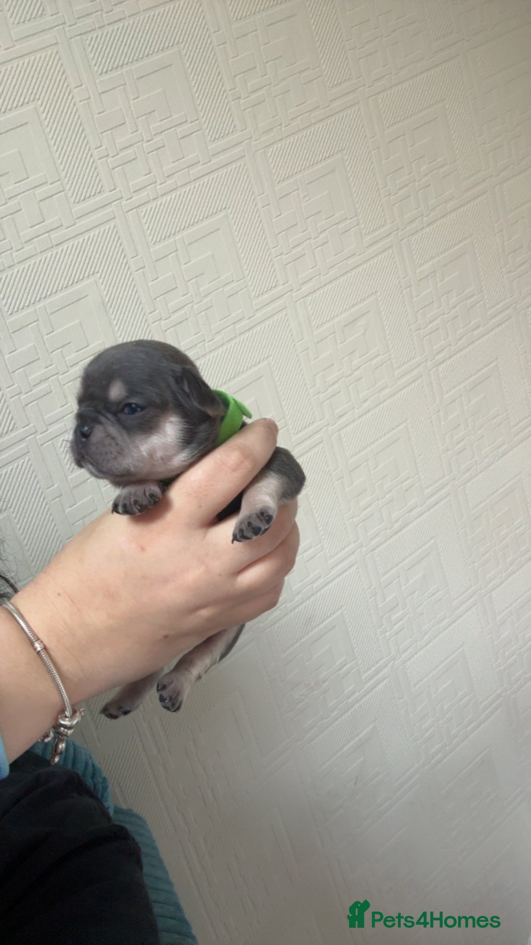 French Bulldog dogs for sale: 🐾 adorable French bulldog puppies for sale 🐾 - Image 8
