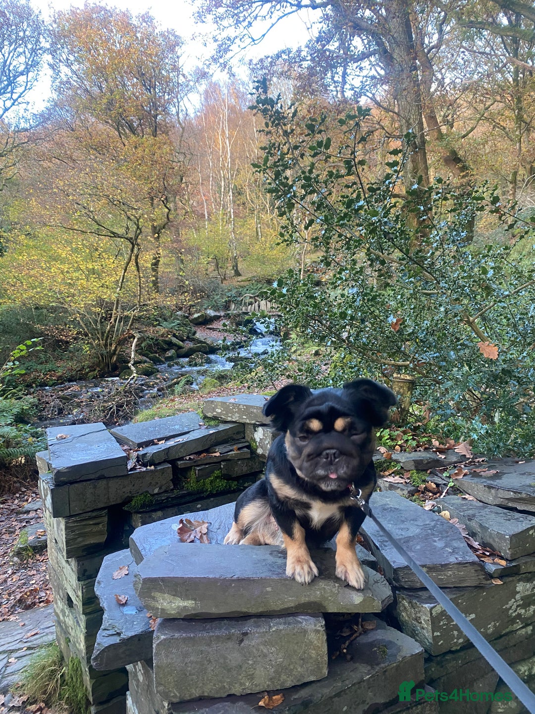 French Bulldog dogs for sale: 2 Beautiful  **  fluffy female French bulldog  - Advert 2