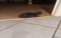 Domestic Shorthair cats for sale: Kittens  - Image 2