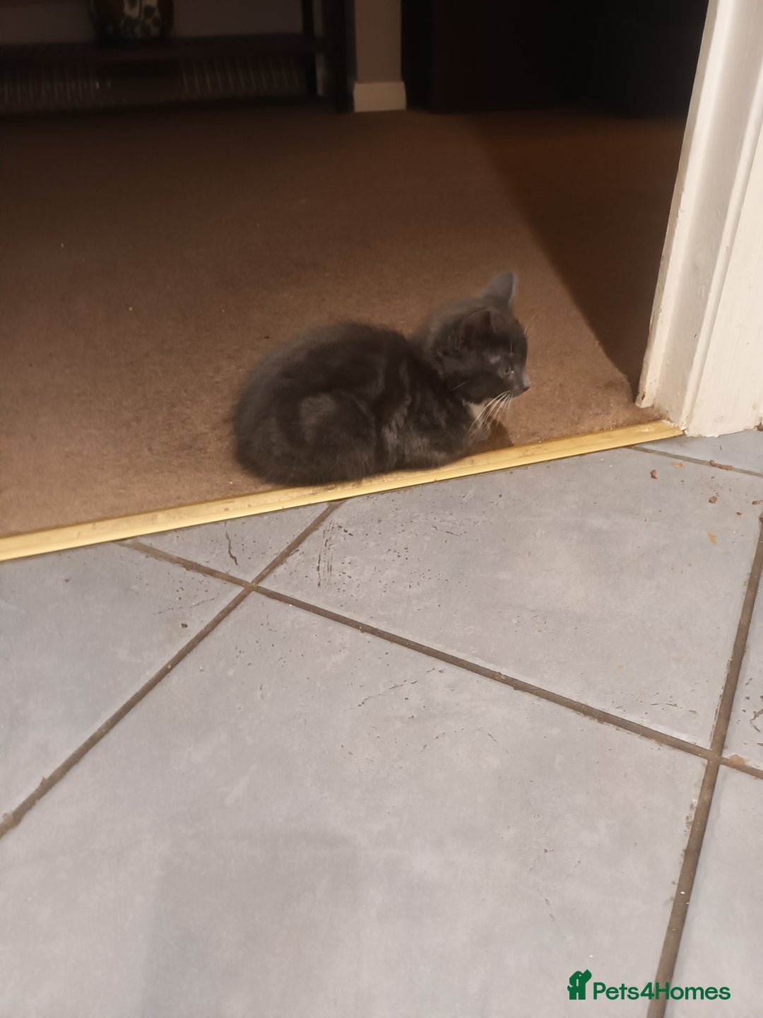 Domestic Shorthair cats for sale: Kittens  - Image 2