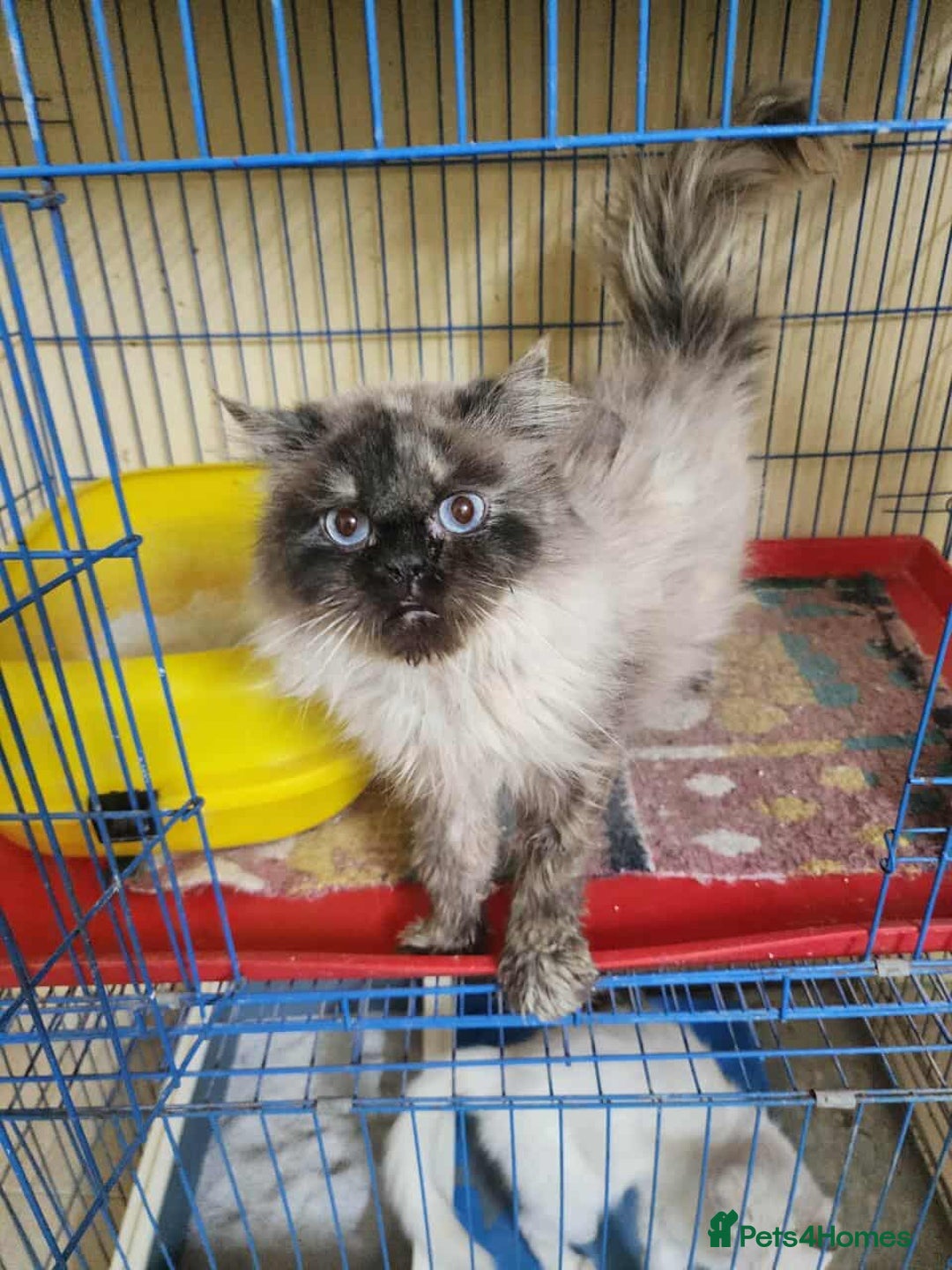 Mixed Breed cats for adoption: Caspera seeks a warm and loving home ❤️ - Image 2