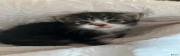 British Longhair cats for sale: The most beautiful kittens  - Advert 14