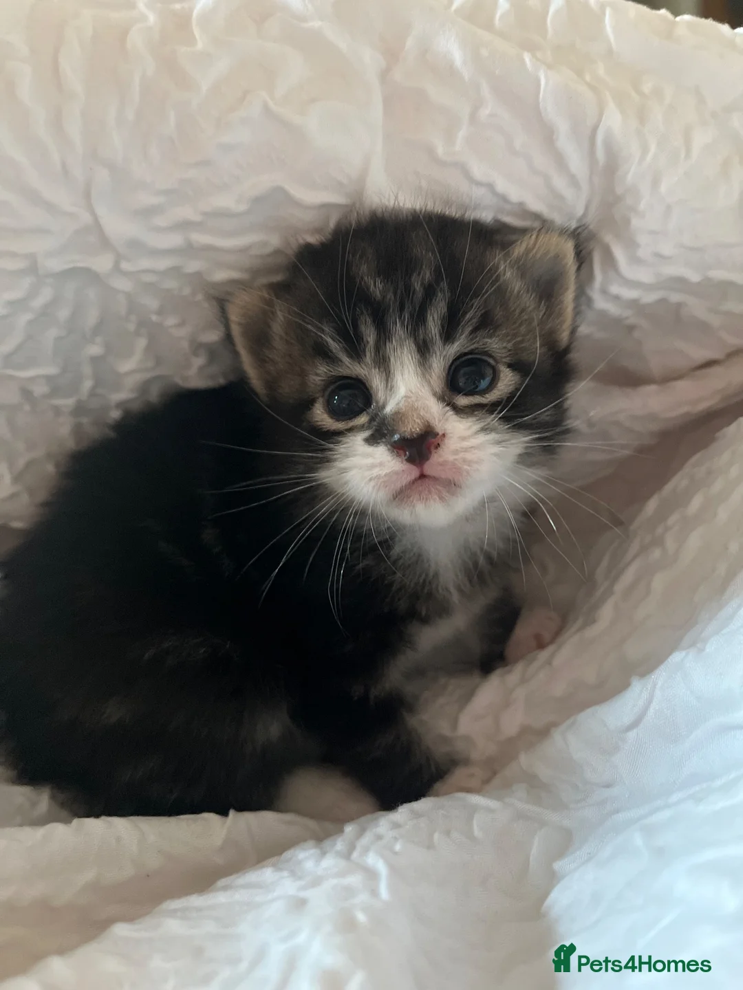 British Longhair cats for sale: The most beautiful kittens  - Advert 14