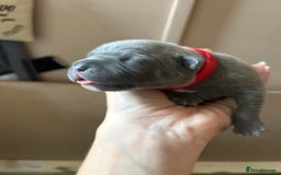 Staffordshire Bull Terrier dogs for sale: Blue staffy pups (mum is champion bred kc) - Image 6