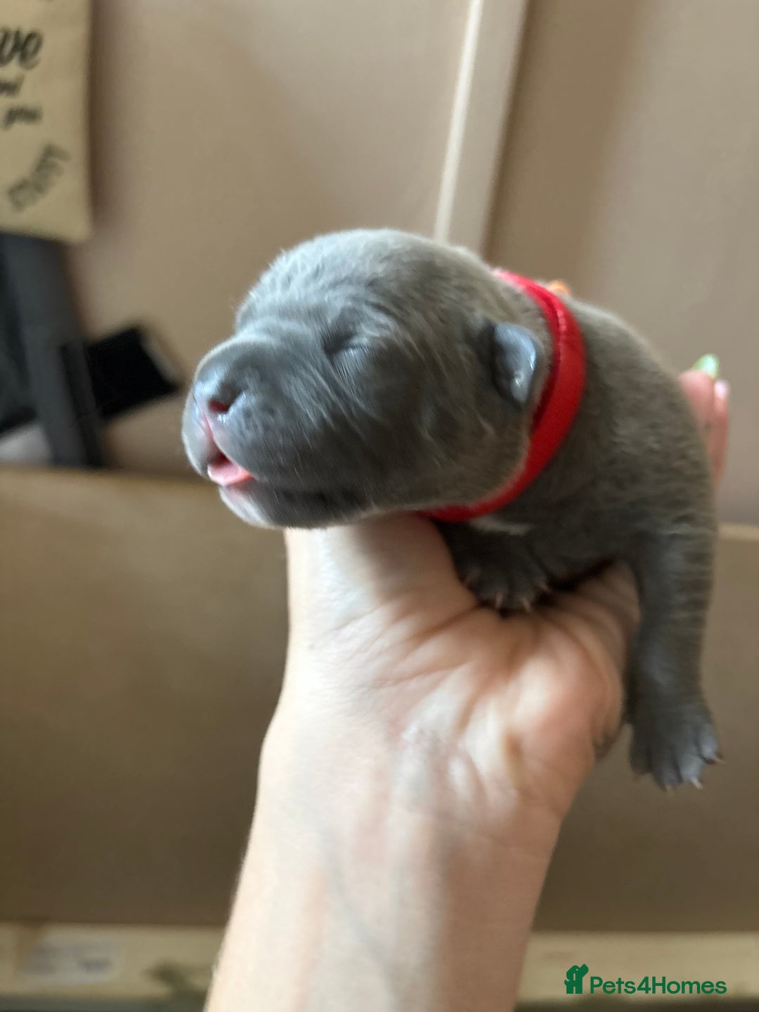 Staffordshire Bull Terrier dogs for sale: Blue staffy pups (mum is champion bred kc) - Image 6