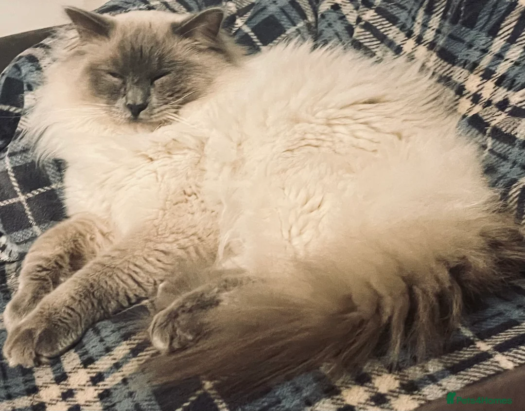 Ragdoll cats for stud: GCCF Proven Stud carrying chocolate in Glasgow - Advert 19