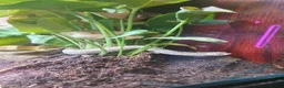 Snake reptiles for sale: Snowy Western Hognose - Advert 3