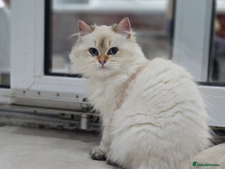 British Longhair cats Stunning Colour Point Girl - Advert 4