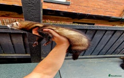 Ferret rodents for sale: 2 x Male Polecat Ferrets - Image 3