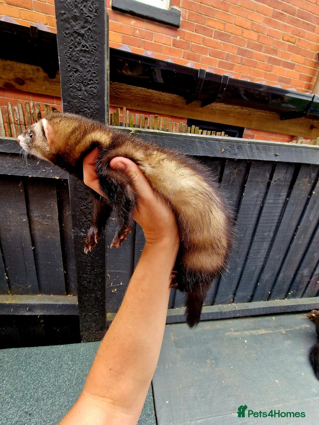 Ferret rodents for sale: 2 x Male Polecat Ferrets - Image 3