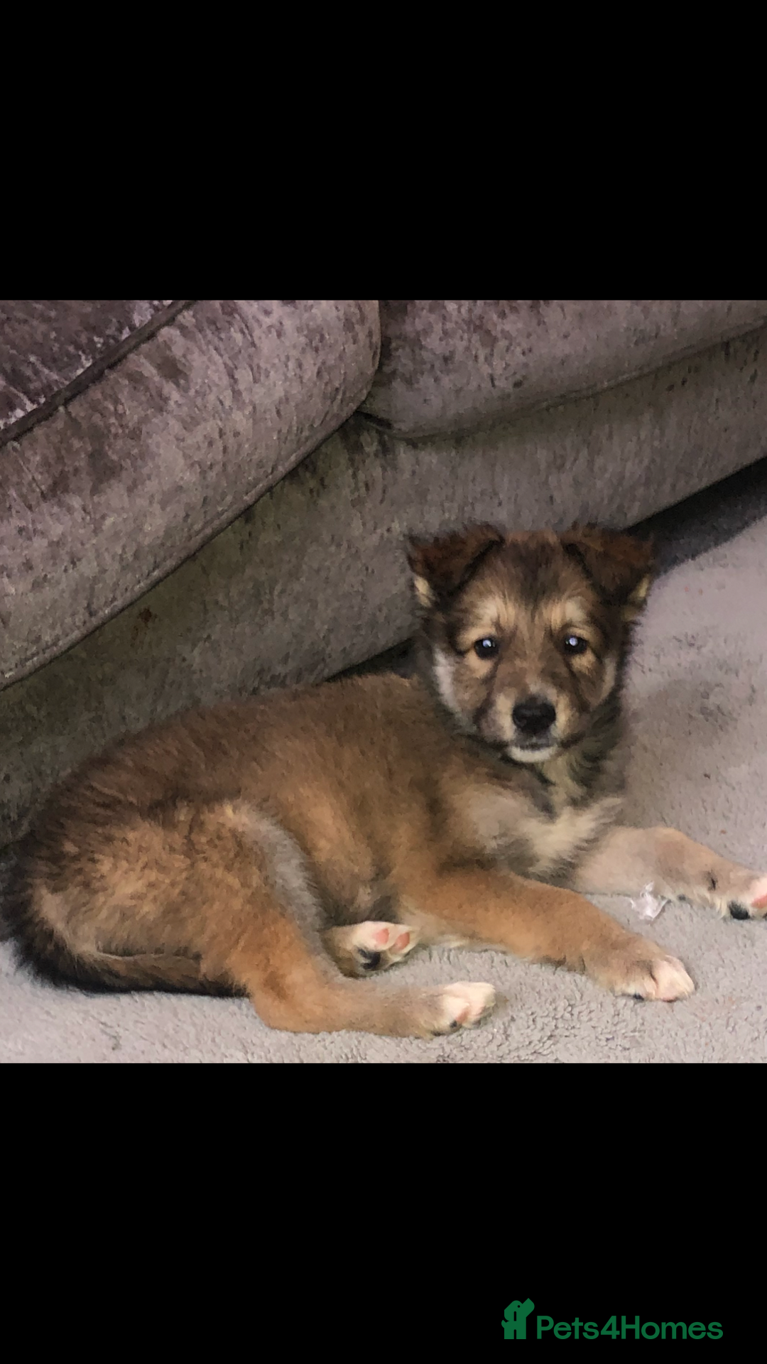 Shepsky dogs for sale: Beautiful pup  - Advert 1