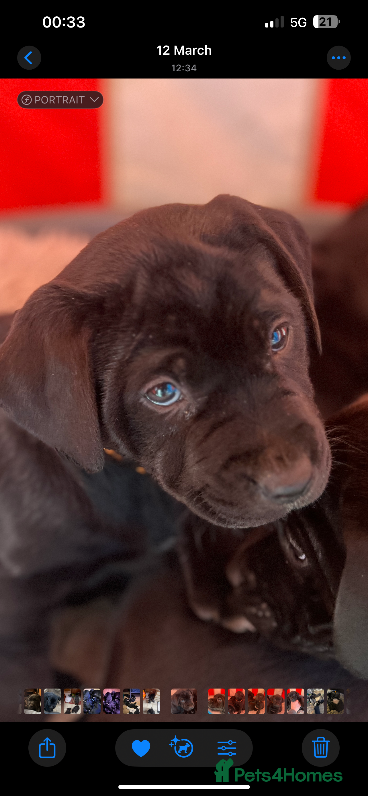 Labrador Retriever dogs Reduced Happy,Healthy,Beautiful Working Labrador  - Advert 17