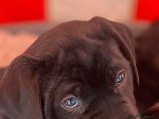 Labrador Retriever dogs Reduced Happy,Healthy,Beautiful Working Labrador - Advert 17