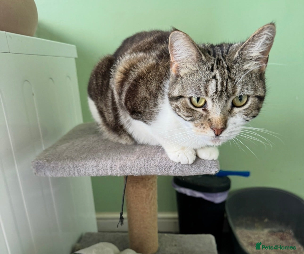 Maine Coon cats Beautiful female domestic shorthair  - Advert 4