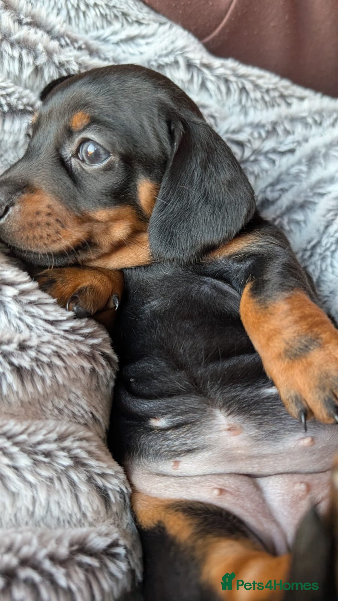 Miniature Dachshund dogs for sale: Genuine Short Haired Miniature Dachshund Puppies - Image 15