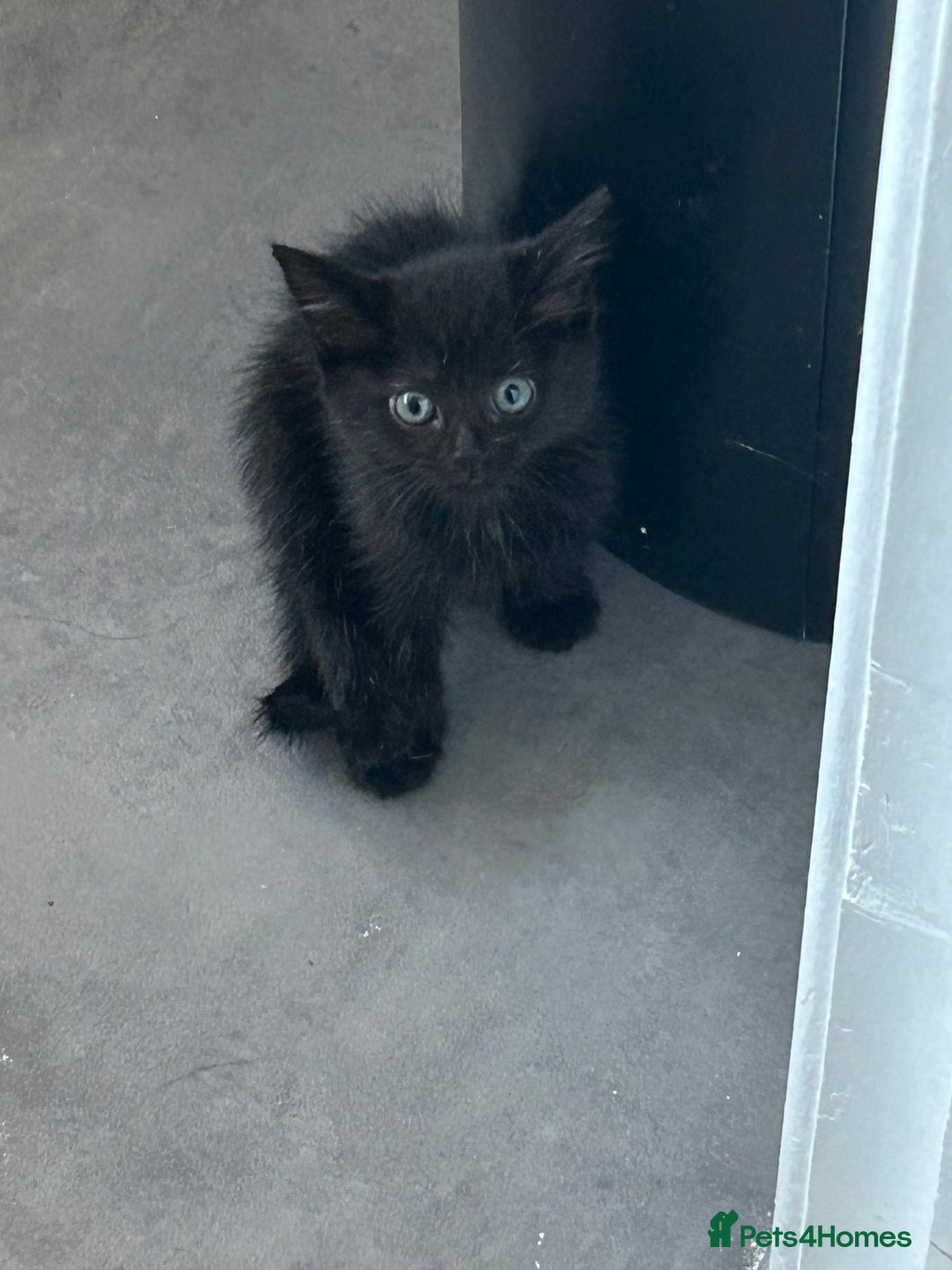 Domestic Shorthair cats for sale: Black kitten - Image 5