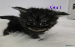 Maine Coon cats for sale: 3 Maine coon kittens. - Image 4
