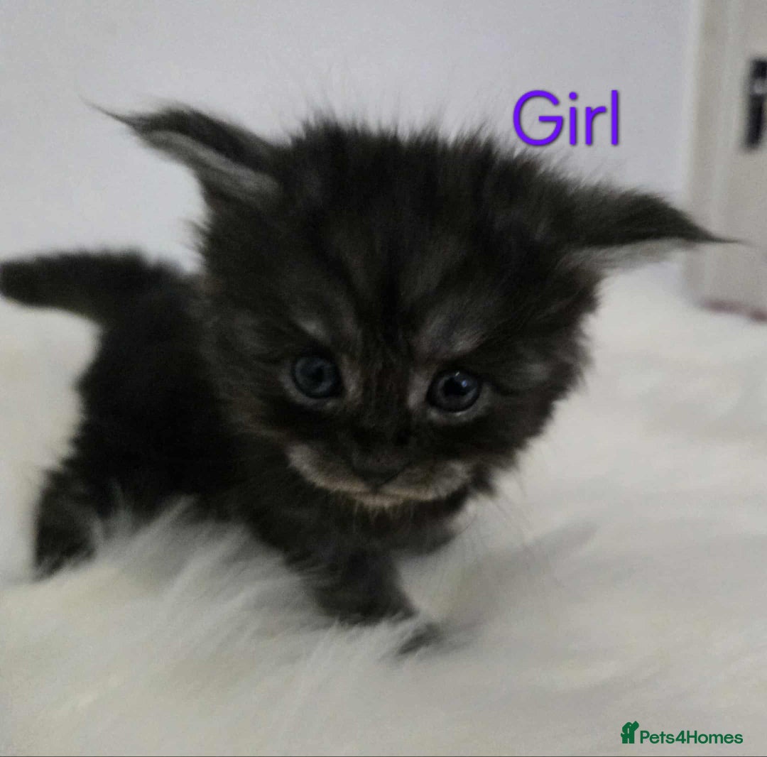 Maine Coon cats for sale: 3 Maine coon kittens. - Image 4