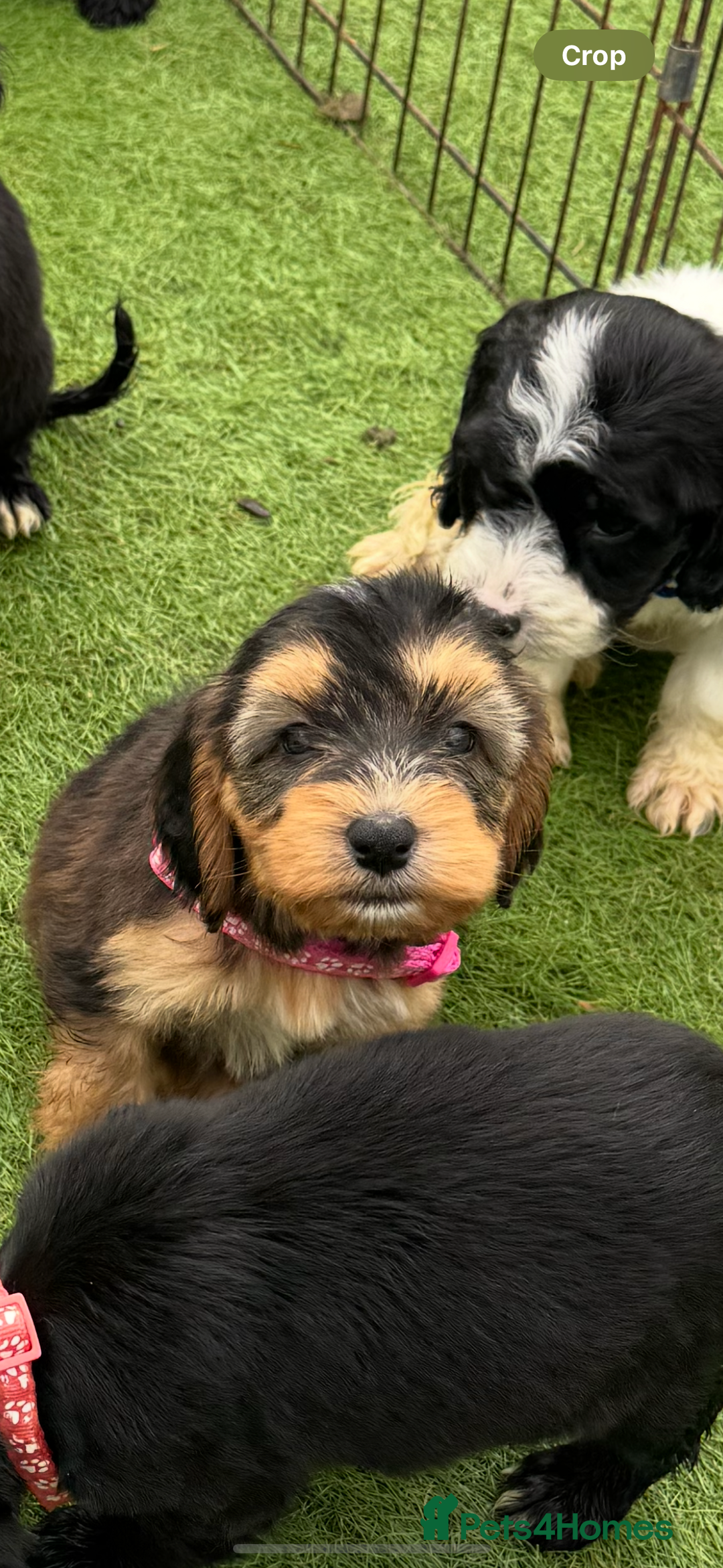 Cockapoo dogs for sale: 12 stunning cockapoo puppies ready now - Image 13