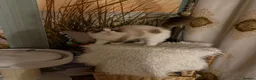 Ragdoll cats for sale: Ragdoll male  - Advert 5