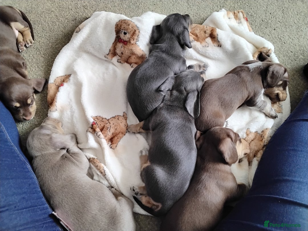Dachshund dogs for sale: Mini dashound puppies - Image 8