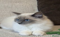 Ragdoll cats for sale: Female Pedigree Ragdolls  - Image 7