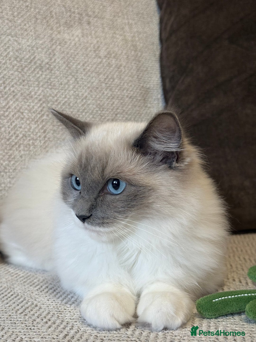 Ragdoll cats for sale: Female Pedigree Ragdolls  - Image 7