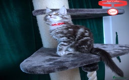 Maine Coon cats for sale: STUNNING XL PEDIGREE MAINE COON KITTENS  - Image 26