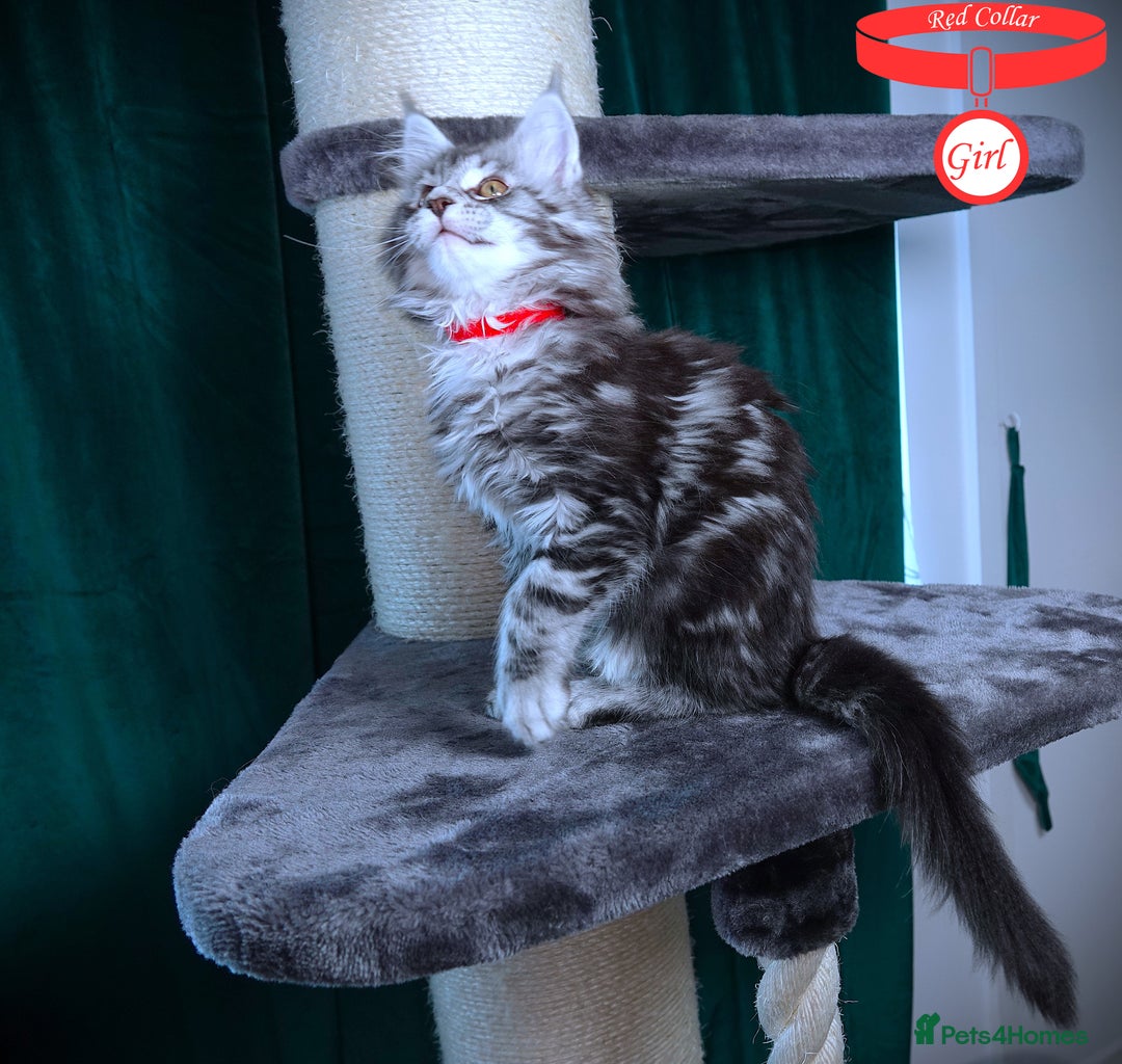 Maine Coon cats for sale: STUNNING XL PEDIGREE MAINE COON KITTENS  - Image 26