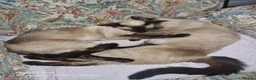 Siamese cats for sale: Old Style Siamese Kittens For Sale - Advert 3