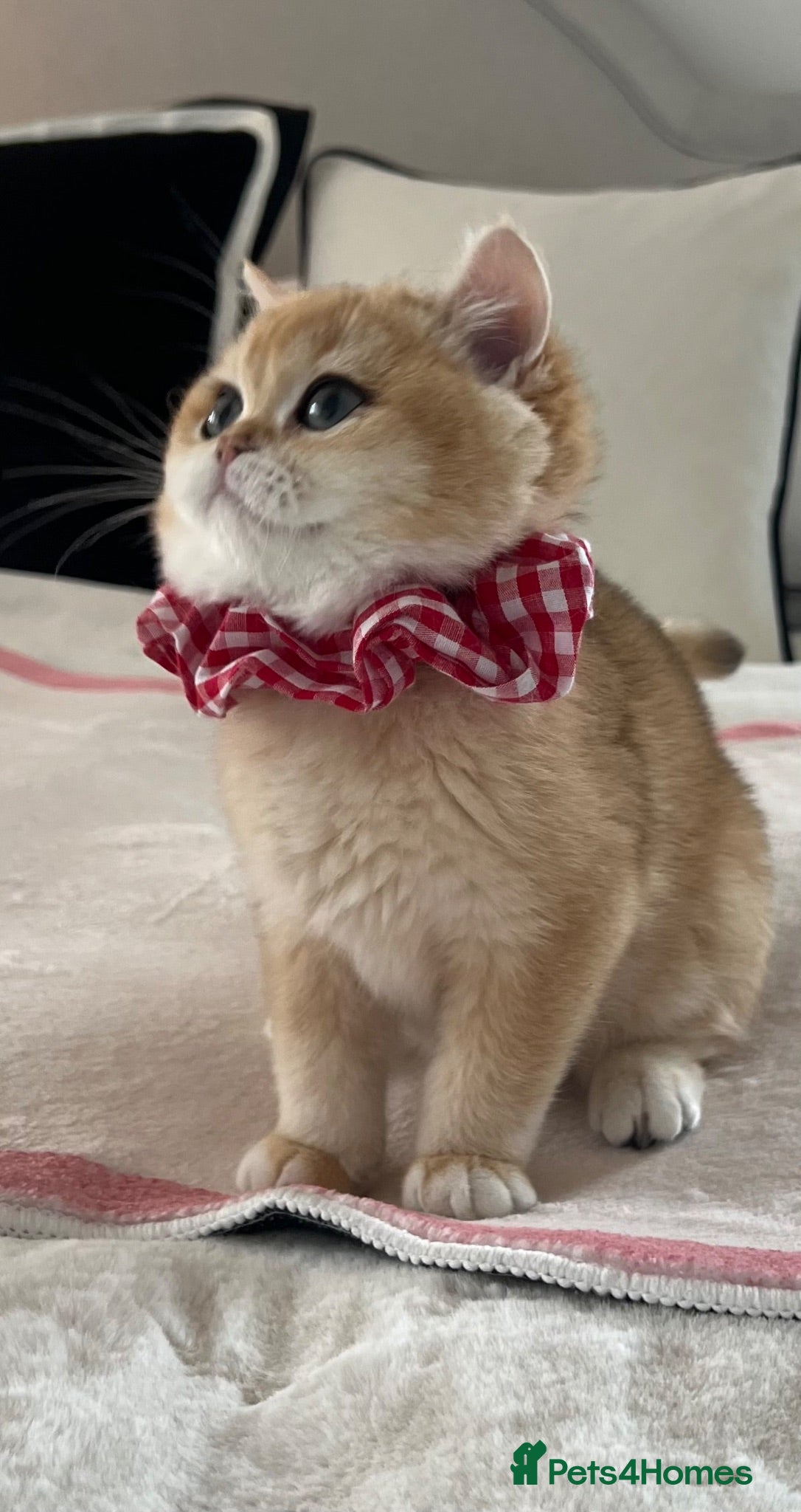 British Shorthair cats 🧸 NY12 Golden British Shorthair Boy 🧸 - Advert 1
