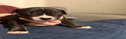Mixed Breed dogs for sale: Beautiful English Bull Terrier cross Staffy - Advert 11