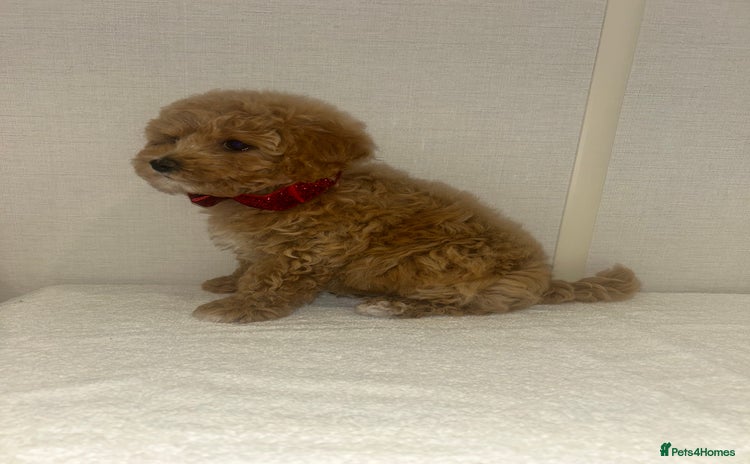 Maltipoo dogs - Advert 4