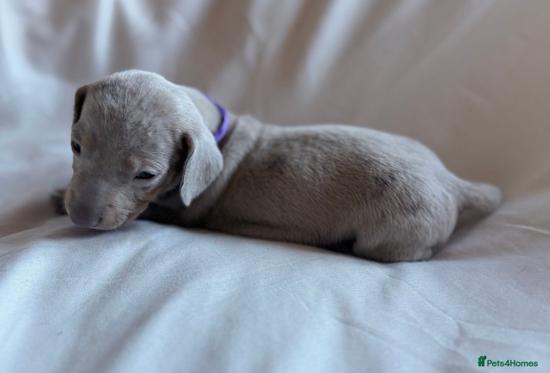 Miniature Dachshund dogs for sale: KC Registered Miniature Dachshunds - Advert 10