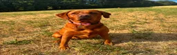Labrador Retriever dogs for sale: Red Fox Labradors - Advert 3