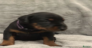 Dobermann dogs Amazing Dobermann puppies.  - Advert 5