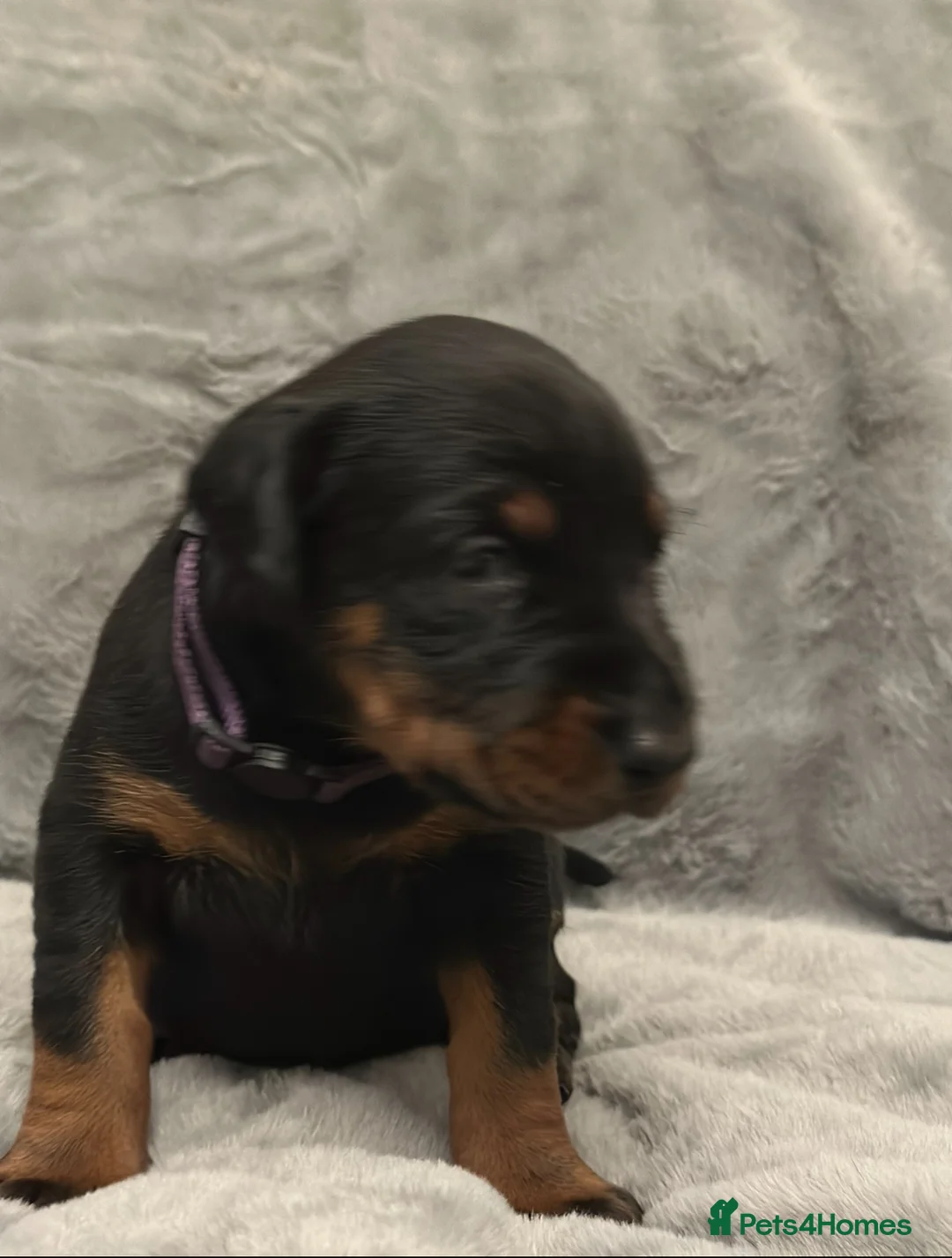 Dobermann dogs for sale: Amazing Dobermann puppies.  - Advert 2