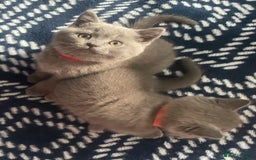 British Shorthair cats for sale: Beautiful British short hair kittens  - Image 10