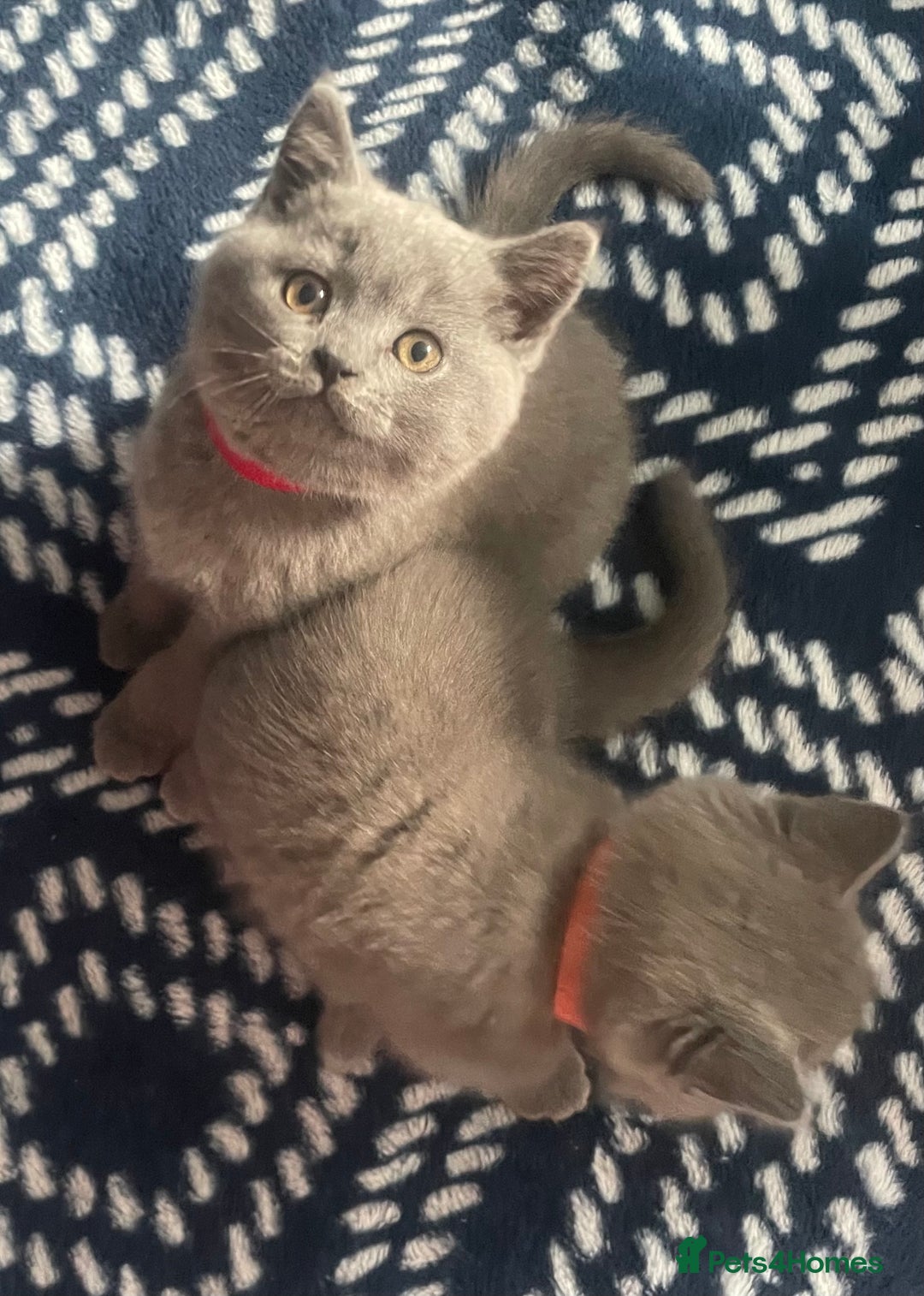 British Shorthair cats for sale: Beautiful British short hair kittens  - Image 10