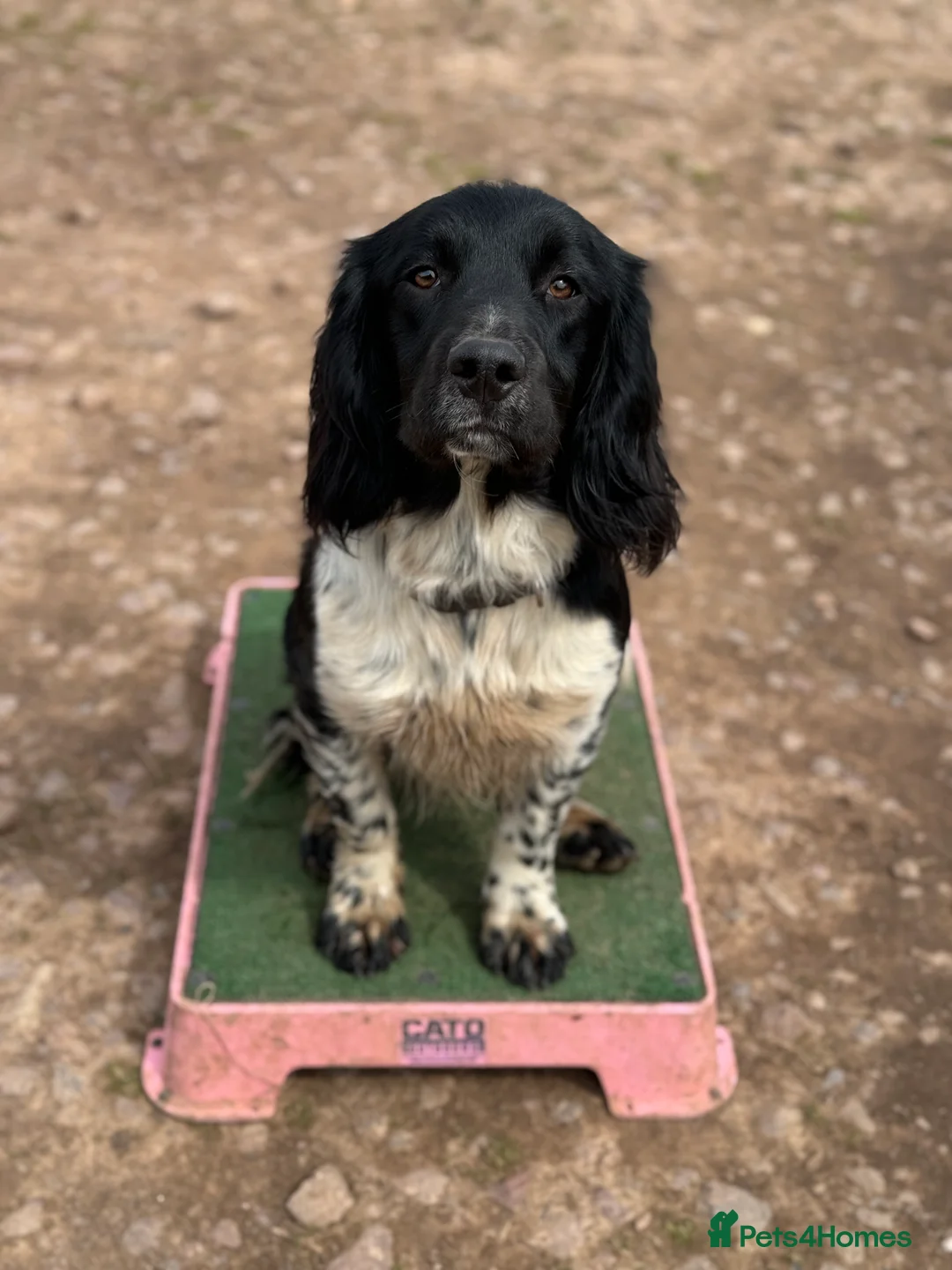 English Springer Spaniel dogs for stud: Beautiful old fashioned stamp springer stud  - Advert 8