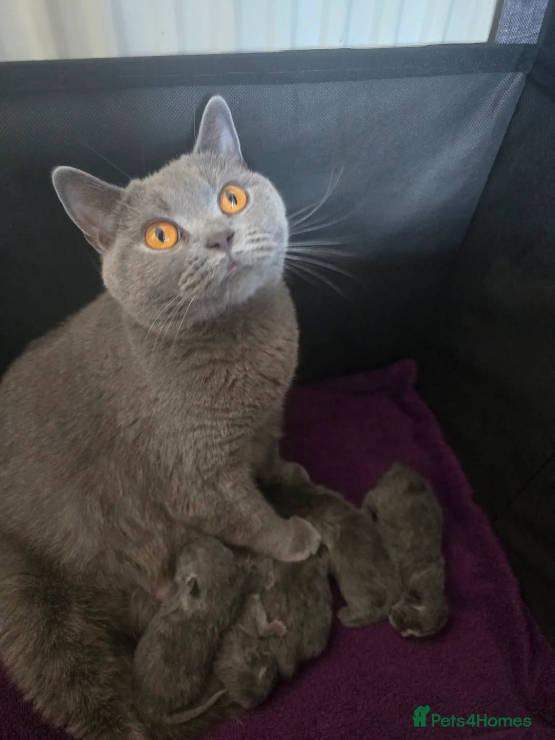 British Shorthair cats for sale: 3 British Shorthair Kittens  - Advert 13