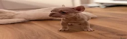 French Bulldog dogs for sale: 🐾 6 Beautiful KC Registered French Bulldog Puppys - Advert 23