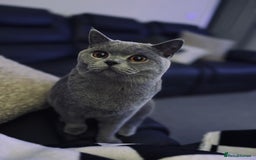 British Shorthair cats for sale: British Blue Shorthair  - Image 2