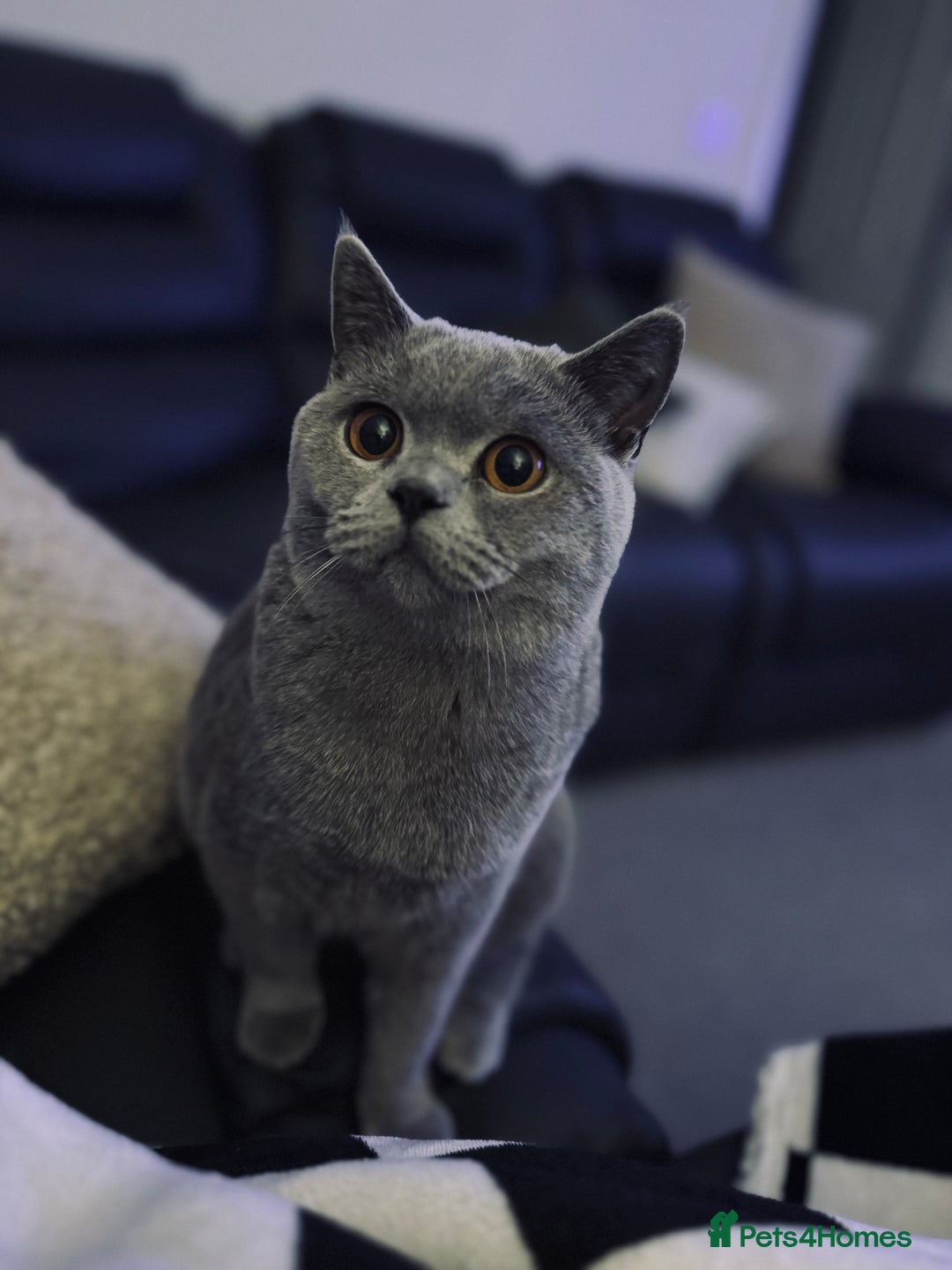 British Shorthair cats for sale: British Blue Shorthair  - Image 2