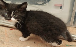 Mixed Breed cats for sale: 3 gorgeous black and white mixed kittens - Image 4