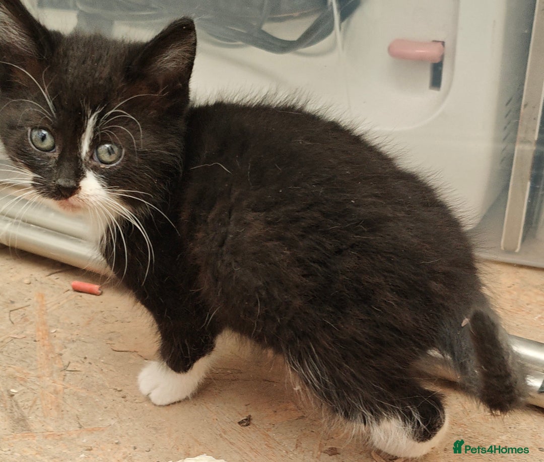 Mixed Breed cats for sale: 3 gorgeous black and white mixed kittens - Image 4